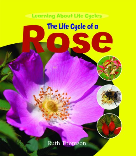 The Life Cycle of a Rose (Learning About Life Cycles) by Ruth Thomson