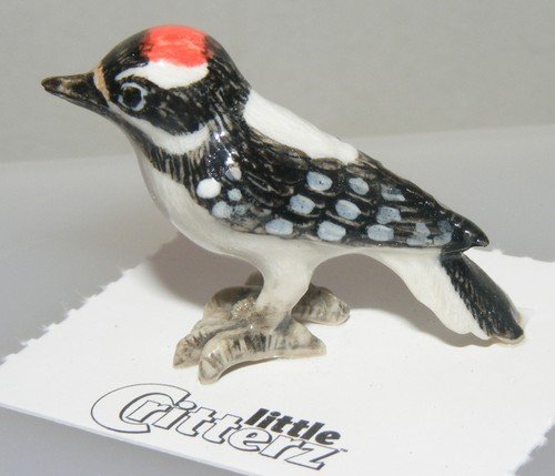 WOODPECKER Downy Chick 