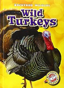 Wild Turkeys