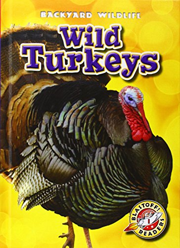 Wild Turkeys by Kristin Schuetz