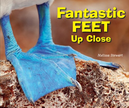 Fantastic Feet Up Close by Melissa Stewart