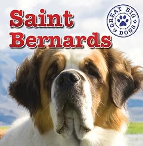 Saint Bernards