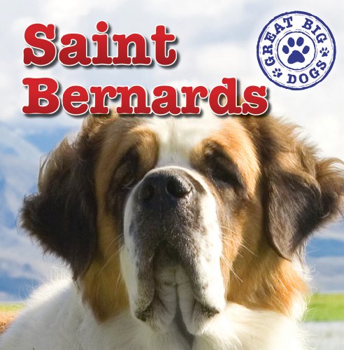Saint Bernards by Maria Nelson
