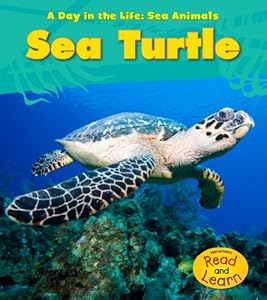 Sea Turtle