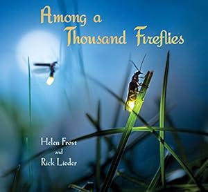 Among a Thousand Fireflies