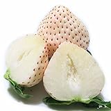 【九州・佐賀・産直】山中農園の白いいちご「雪うさぎ」