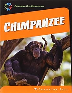 Chimpanzee