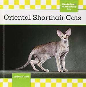 Oriental Shorthair Cats