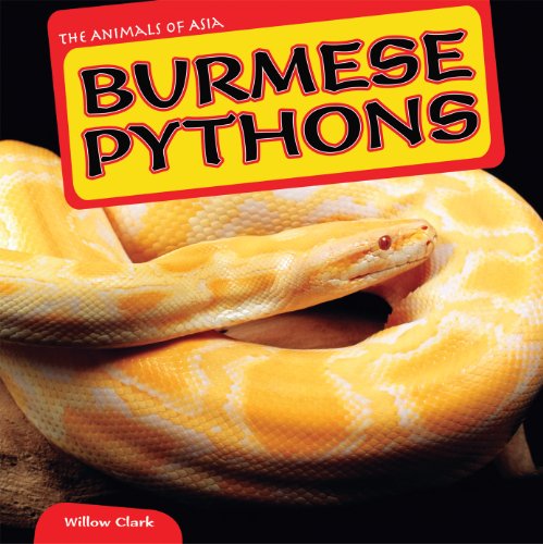 Burmese Pythons by Willow Clark