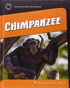 Chimpanzee