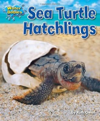 Sea Turtle Hatchlings