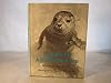 Pearson, A Harbor Seal Pup