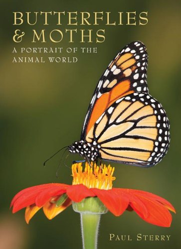 Butterflies &amp; Moths: A Portrait of the Animal World by Paul Sterry