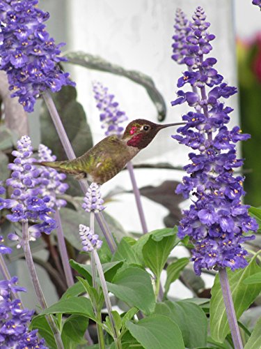 Algopix Similar Product 9 - Salvia Mannequin Blue Mountain Live