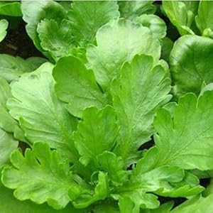 老花农 种子满28 茼蒿种子阳台种菜 四季可播大叶茼蒿 小叶高杆茼蒿