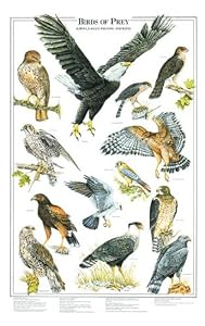 Falcon Identification Chart , Identifying Peregrine Falcon – VYIEML