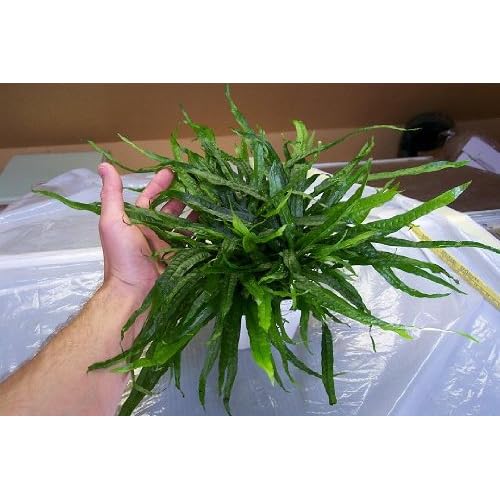 Amazon.com: Narrow Leaf Java Fern (Microsorum Pteropus Narrow Leaf ...