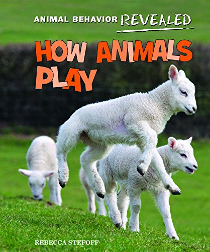 How Animals Play by Rebecca Stefoff