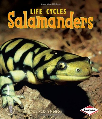 Salamanders by Robin Nelson
