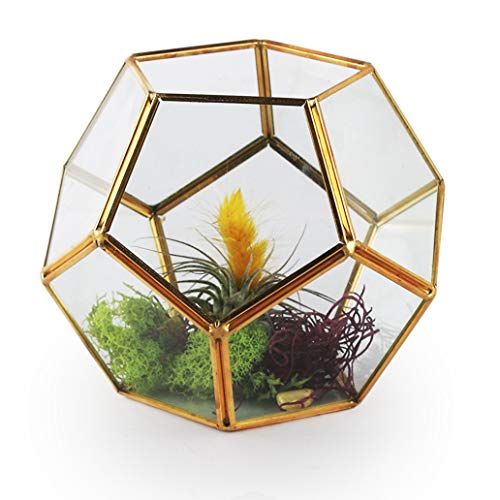 Algopix Similar Product 20 - Circleware 03510 Terraria