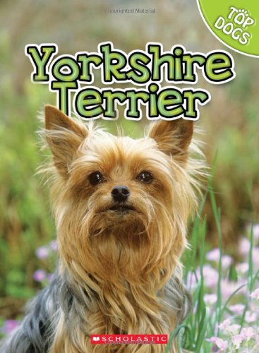 Yorkshire Terrier by Charles George
