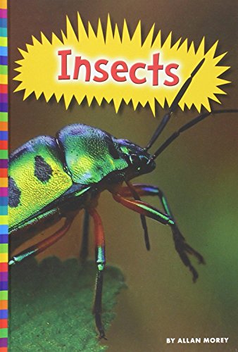 Insects by Allan Morey