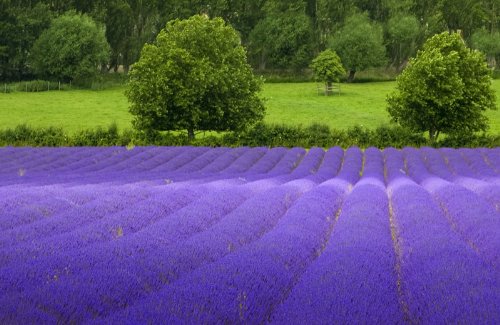 

Lavender Common English BULK 5,000 Seeds Nice Garden Flower