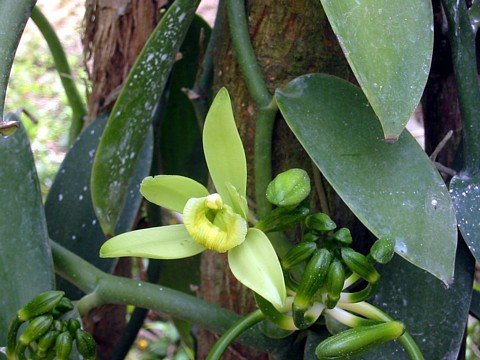 Orchid Care - Green Vanilla Bean Orchid