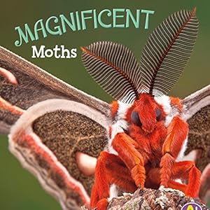 Magnificent Moths