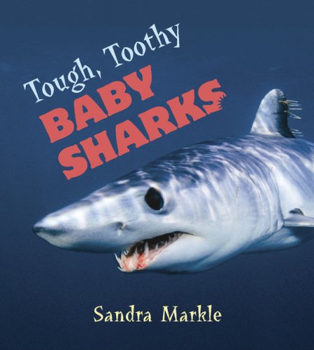 Tough, Toothy Baby Sharks by Sandra Markle