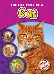 The Life Cycle of a Cat