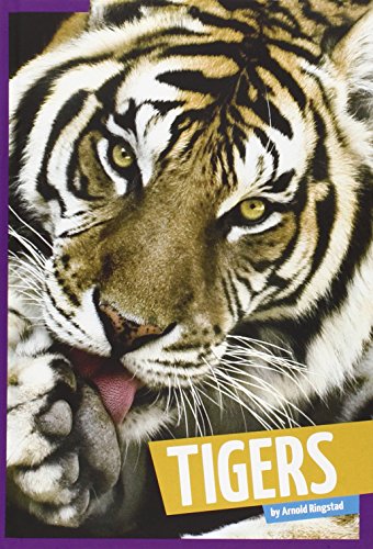 Tigers by Arnold Ringstad