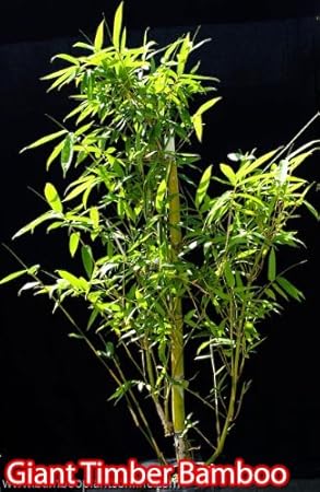 Tropical Plants - Bamboo