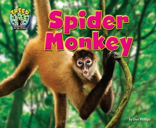 Spider Monkey by Dee Phillips