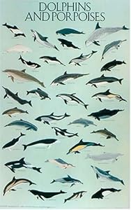 Dolphins and Porpoises Poster