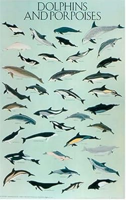 Dolphins and Porpoises Poster