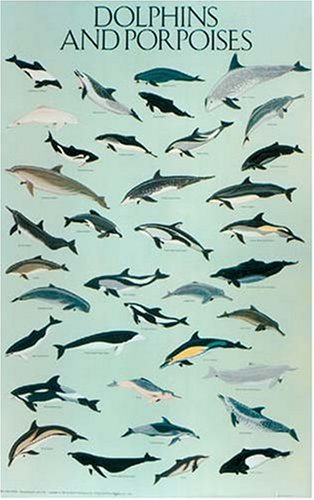 Dolphins and Porpoises Poster by Dover