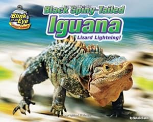 Black Spiny-Tailed Iguana: Lizard Lightning!
