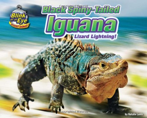 Black Spiny-Tailed Iguana: Lizard Lightning! by Natalie Lunis