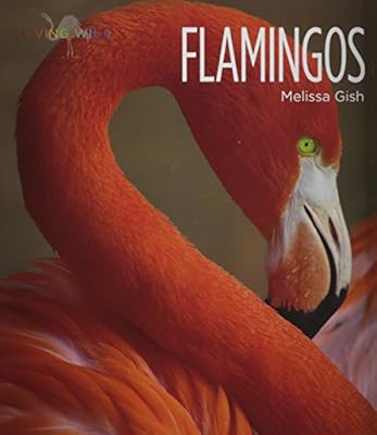 Flamingos