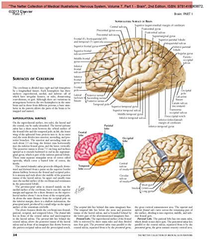 Netter Nervous System