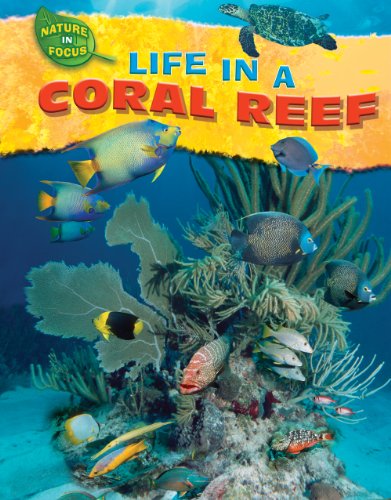 Life in a Coral Reef (Nature in Focus) by Jen Green