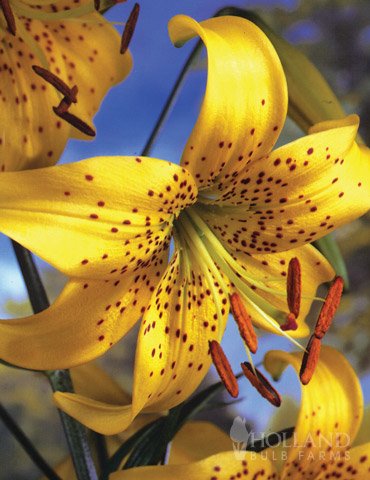 

Yellow Tiger Lily