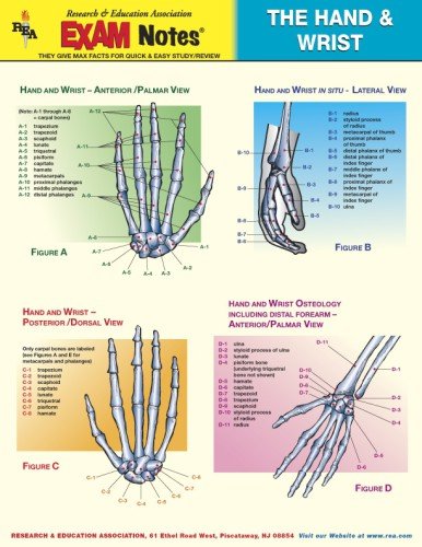 Hand & Wrist Anatomy EXAM Notes (EXAM Notes Reference Charts) by The Editors of REA
