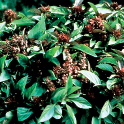 Algopix Similar Product 14 - Basil Siam Queen  Herb Seeds Package 