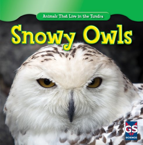 Snowy Owls by Roman Patrick