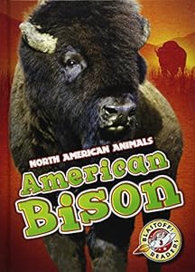 American Bison