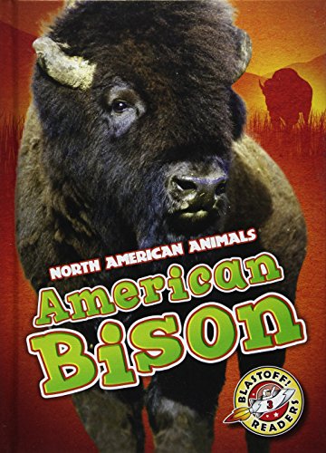 American Bison by Chris Bowman