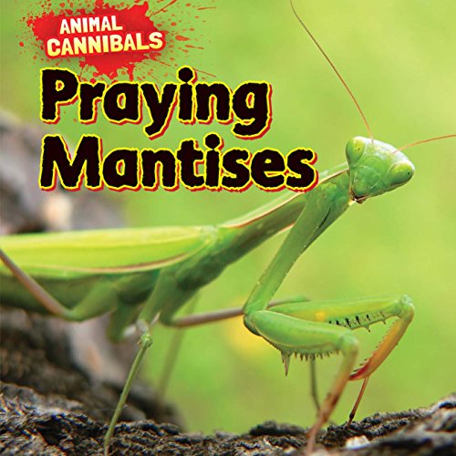 Praying Mantises by Sam Hesper