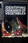 Identifying Diseases of Vegetables